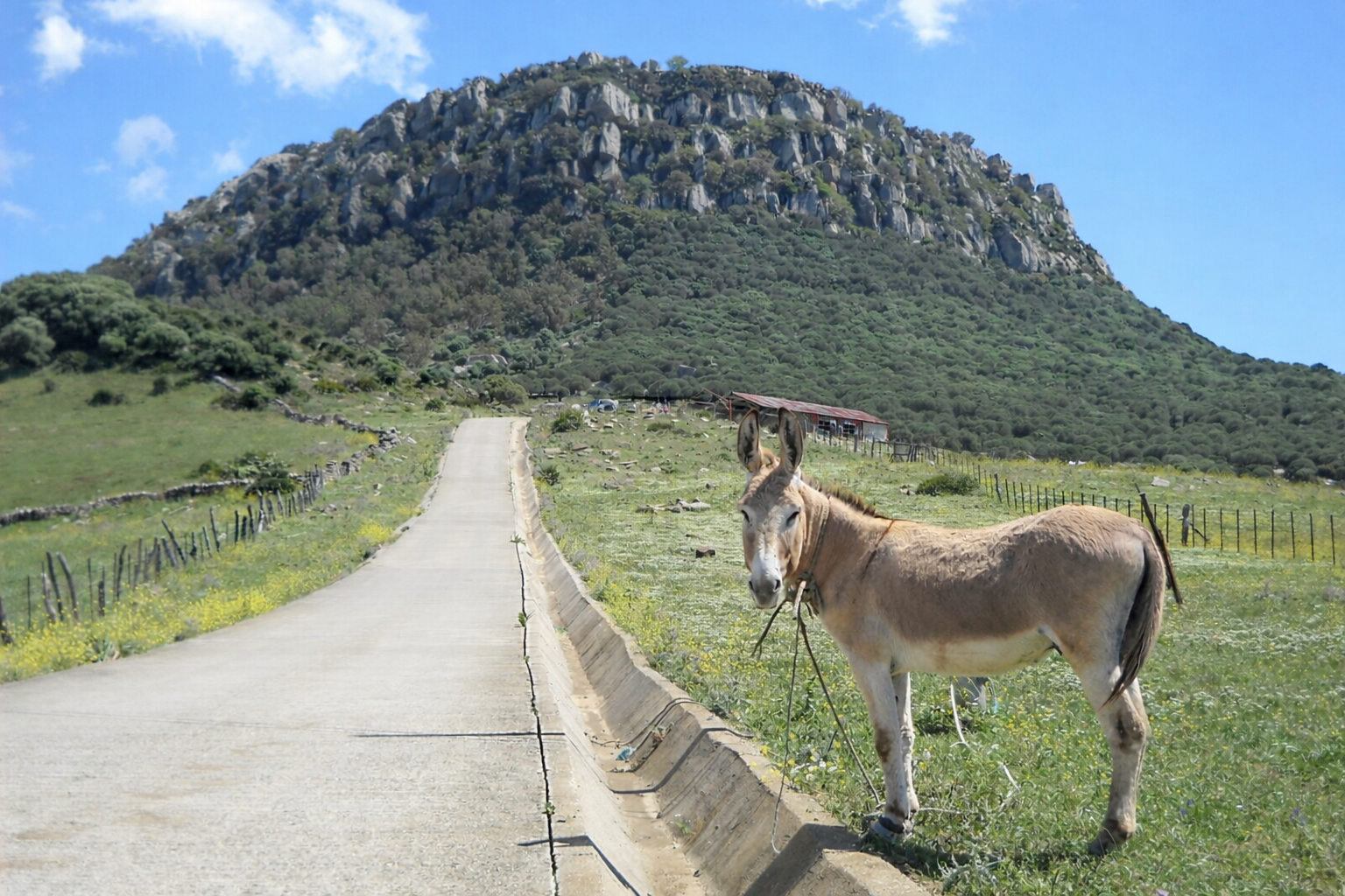 Natural landscape in Tarifa with a donkey next to a rural path and mountain in the Estrecho Natural Park, Cádiz